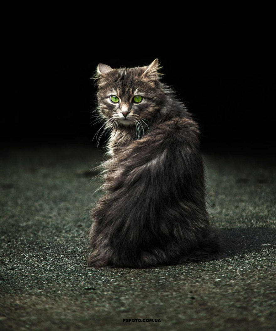 它們都是表情帝！一組不可思議的動物肖像