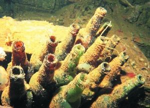 長滿水藻的日本清酒瓶。