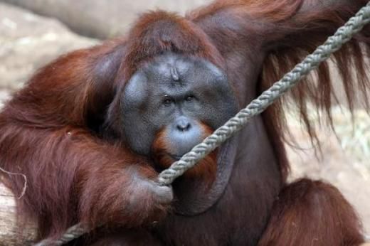 猩猩“愛(ài)上”玩具娃娃時(shí)刻抱緊拒絕松開(kāi)(圖) 猩猩“愛(ài)上”玩具娃娃時(shí)刻抱緊拒絕松開(kāi)(圖)