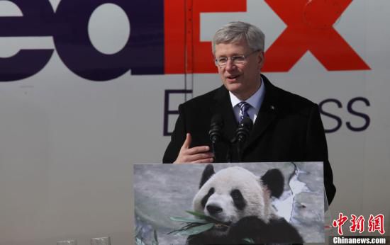 中國旅加大熊貓疑似有喜 參觀游客絡(luò)繹不絕(圖) 中國旅加大熊貓疑似有喜 參觀游客絡(luò)繹不絕(圖)