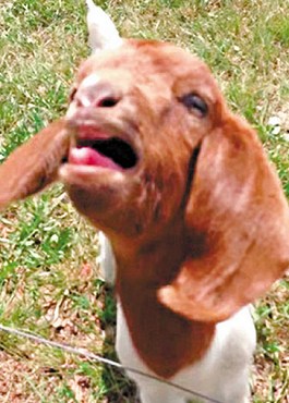 這只會說話的小山羊不斷發(fā)出類似“What”的聲音。