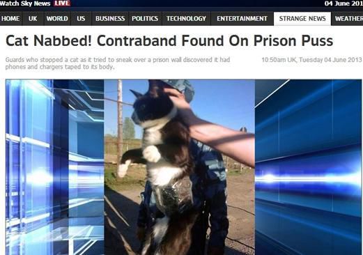 資料圖：2013年，俄羅斯獄警也曾抓獲身負(fù)手機(jī)和充電寶的貓，它本想混進(jìn)俄羅斯科密地區(qū)一座監(jiān)獄