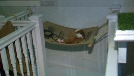 圖為加拿大首家貓咪咖啡館。