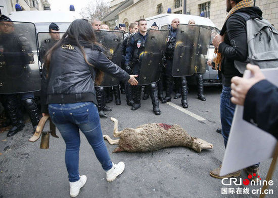 　　當?shù)貢r間2014年11月27日，法國巴黎，法國農(nóng)民帶綿羊在埃菲爾鐵塔附近抗議，要求環(huán)保部門采取有效措施解決狼群襲擊羊群問題?！D片來源：TRICK KOVARIK/CFP