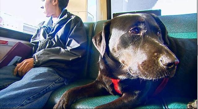 伊柯麗斯(Eclipse)搭乘公車。