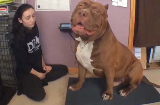 “浩克”體重約79公斤，或?yàn)槭澜缱钆诸^牛犬