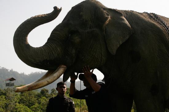 圖為大象巡邏隊里的大象。來源：法新社。