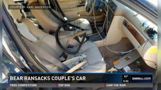 美國(guó)一頭黑熊闖入私家車搞破壞