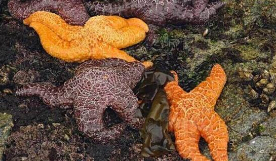 近2年來(lái)，估計(jì)有百萬(wàn)只海星自殺（臺(tái)灣中時(shí)電子報(bào)）