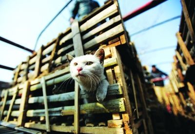 貨車上被販運的貓。 記者陳亮 攝