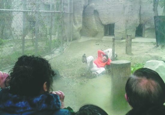 昨日，成都動(dòng)物園，男子進(jìn)入白虎活動(dòng)區(qū)后被白虎拖行。動(dòng)物園出動(dòng)50多人成功營(yíng)救下他