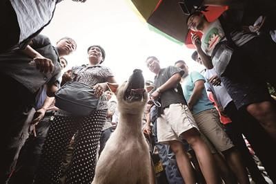 一只狗被動保人士與狗販子圍在中間，等待兩方的討價還價后決定去向