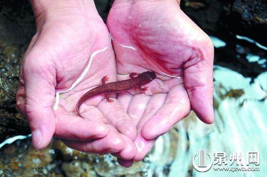 福建現(xiàn)恐龍時代“四腳魚” 被稱“活化石” 福建現(xiàn)恐龍時代“四腳魚” 被稱“活化石”