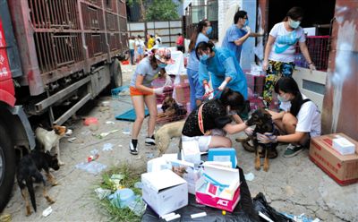 昨日下午，志愿者對(duì)攔截下來的狗逐一檢查，分類進(jìn)行管理。新京報(bào)記者 吳江 攝