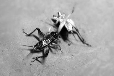 蟋蟀市場出現(xiàn)高價(jià)蛐蛐 一只賣3萬(圖) 蟋蟀市場出現(xiàn)高價(jià)蛐蛐 一只賣3萬(圖)