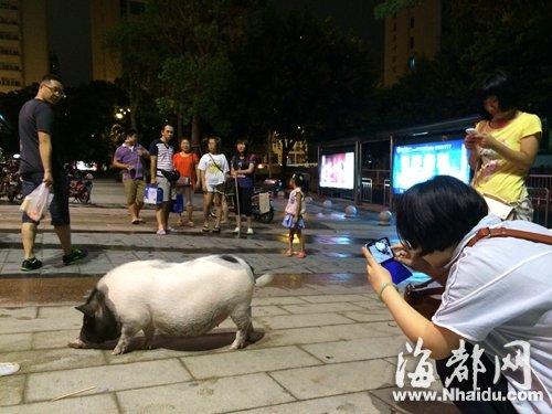 福州少女鬧市遛豬 路人驚呼“八戒”可愛(圖) 福州少女鬧市遛豬 路人驚呼“八戒”可愛(圖)