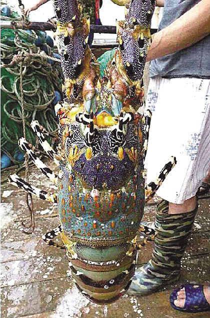 浙江溫嶺捕到“神蝦” 目擊者稱被60萬元買走(組圖) 浙江溫嶺捕到“神蝦” 目擊者稱被60萬元買走(組圖)