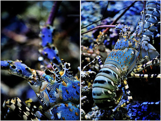 浙江溫嶺捕到“神蝦” 目擊者稱被60萬元買走(組圖) 浙江溫嶺捕到“神蝦” 目擊者稱被60萬元買走(組圖)