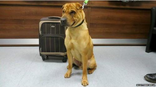 蘇格蘭動(dòng)物權(quán)益慈善組織已經(jīng)通過芯片查出這只小狗的名字叫凱。