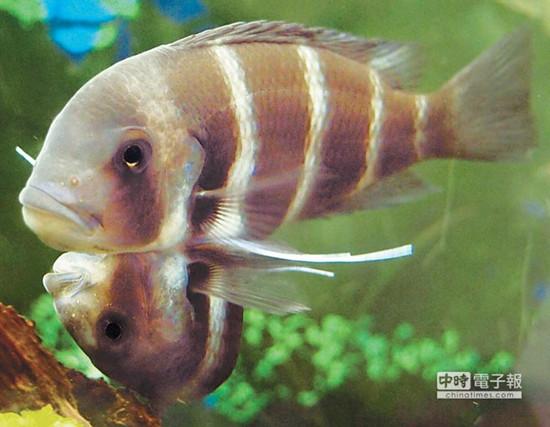 這對連體魚上面的哥哥體型較大，約是下面弟弟的2倍