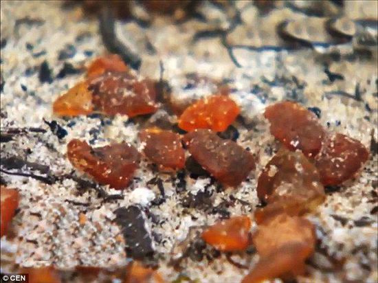 波羅的海的一場暴風雨將琥珀卷到了岸上，這里包攬了全球90%的琥珀產(chǎn)量。