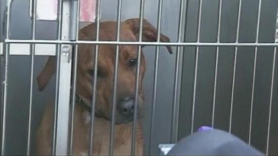 圖為當(dāng)時(shí)襲擊艾琳的兩只惡犬其中之一。