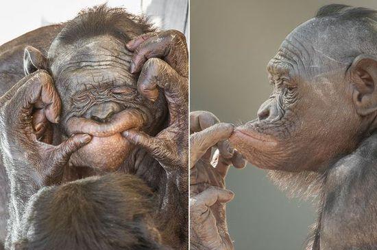 黑猩猩擺各種姿勢拍照。