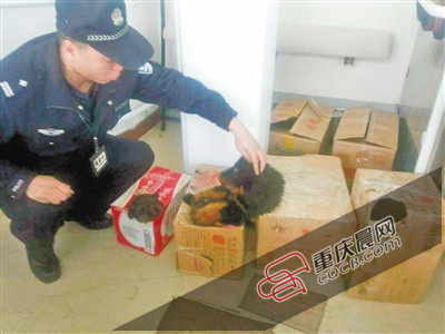 3只小藏獒被裝紙箱帶上火車 低吠嚇退乘警長 3只小藏獒被裝紙箱帶上火車 低吠嚇退乘警長