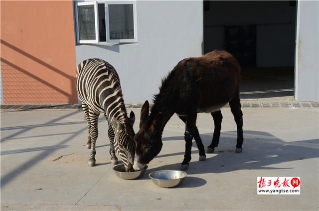 圖斑馬和驢子在一起共同進食。