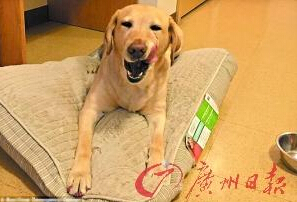 機智的導(dǎo)盲犬尤蘭達。