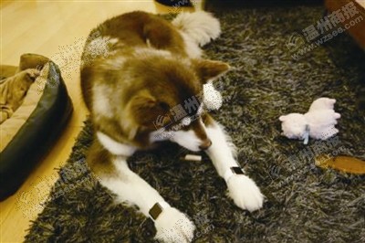 說(shuō)到蘋(píng)果表，昨天的網(wǎng)友大為感嘆：人比人，氣死人了。不！是人比狗，氣死人。