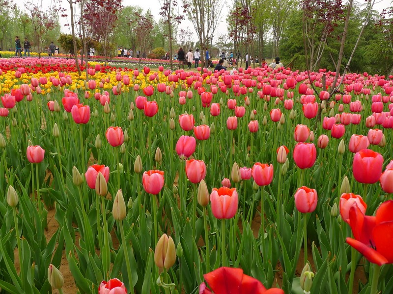 粽子節(jié)遇上兒童節(jié)，你想好去哪了么？