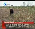 玉米干旱絕收 農(nóng)民含淚鏟除