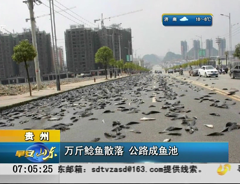 貴州：萬(wàn)斤鯰魚(yú)散落 公路成魚(yú)池
