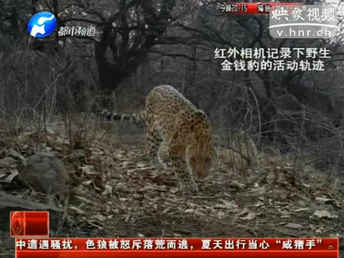 萌萌噠！濟(jì)源首次拍到金錢(qián)豹