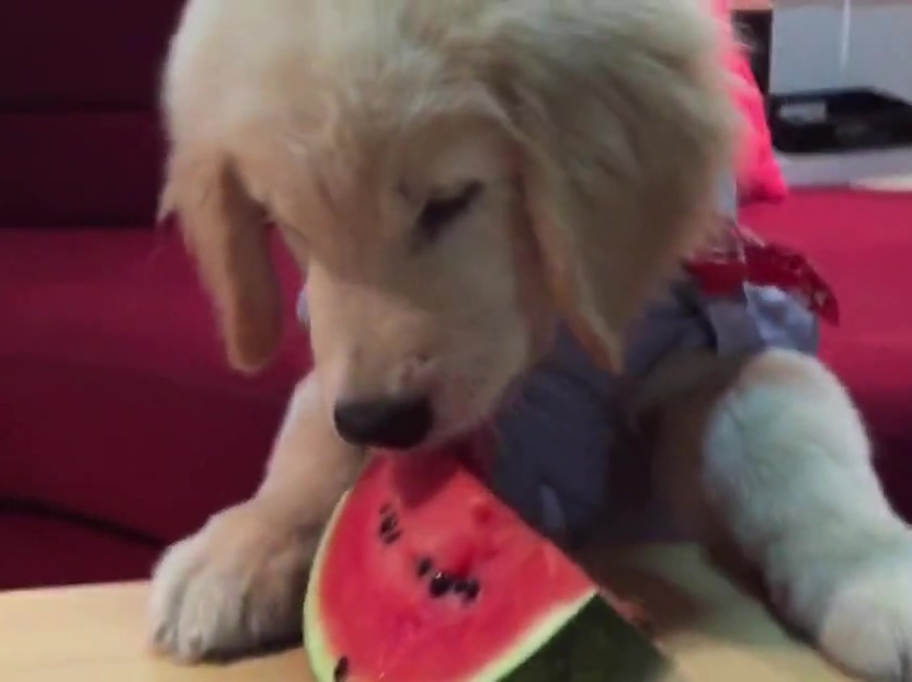 超萌金毛啃西瓜！夏天來了汪星人也要消暑??！