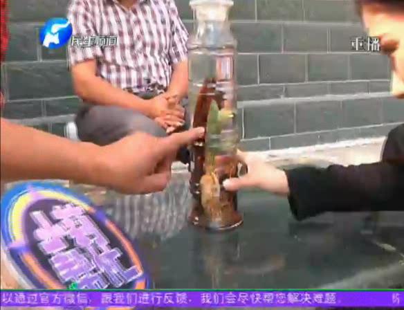 神奇！泡酒人參發(fā)芽長樹葉