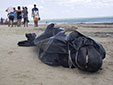 海洋環(huán)境惡化？巴西30鯨魚擱淺
