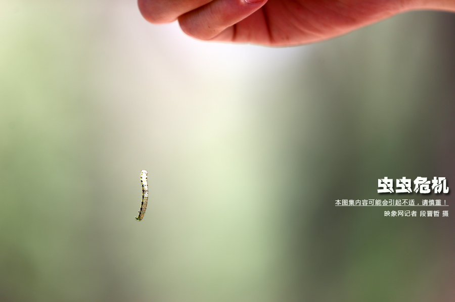 當(dāng)小蟲子從樹上垂絲而下懸在半空中時(shí)，給路上的行人帶來諸多不便