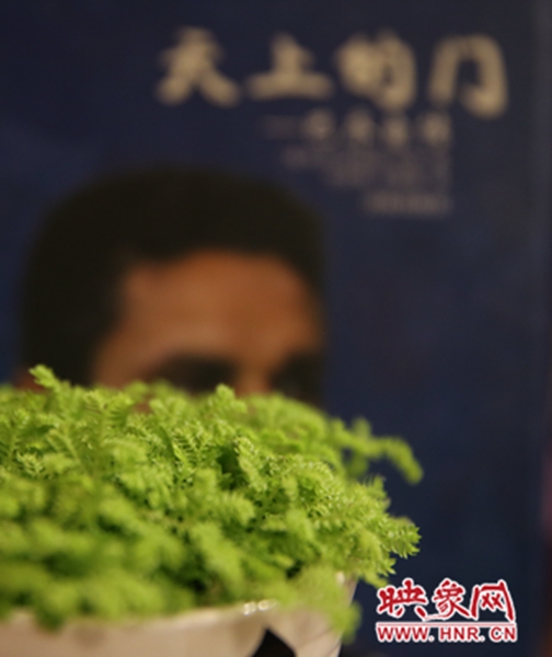 書架上精心布置的綠色植物。