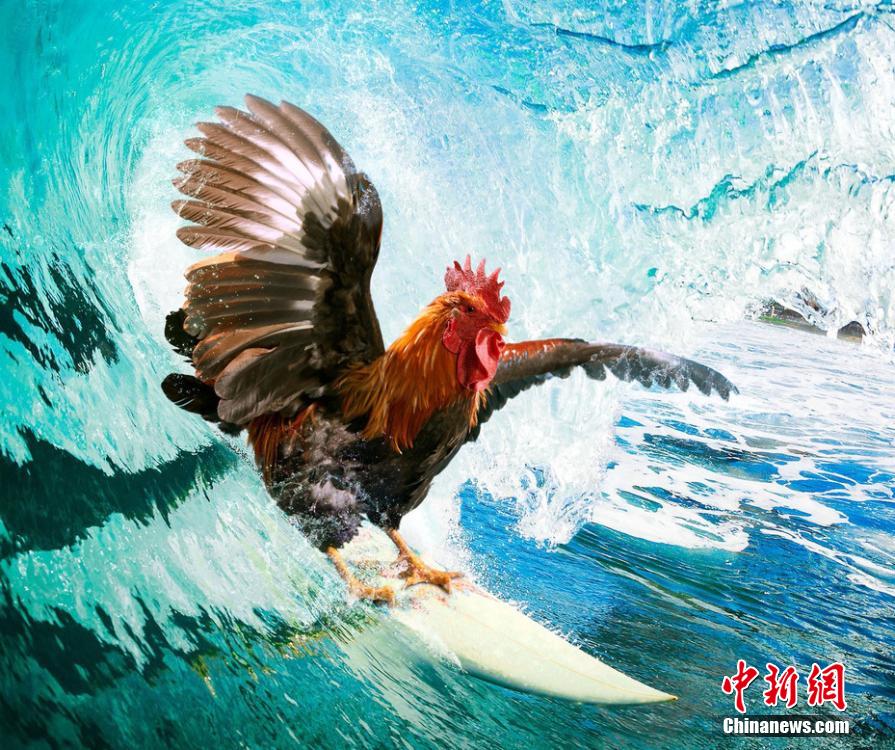 有趣！英國一公司推出公雞日歷